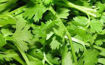 Picture of Hara Dhaniya (250g)