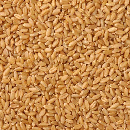 Picture of Organic Wheat Gehu (5kg)