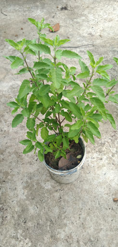 Picture of Ram Tulsi Plant