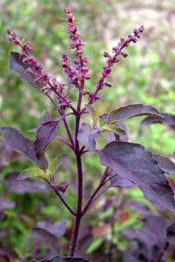 Picture of Shyam tulsi plant