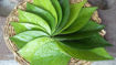 Picture of paan 1 Pc